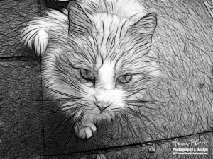 photo credit: Reuben Brewer