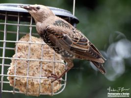 photo credit: Reuben Brewer