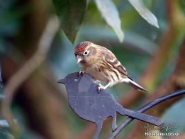 photo credit: Reuben Brewer